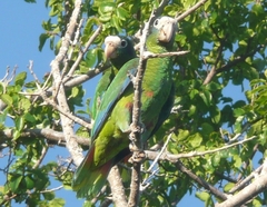 Amazona ventralis