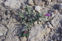 Penstemon thompsoniae