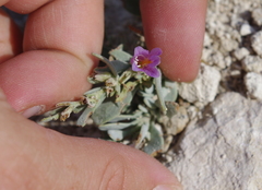 Penstemon thompsoniae