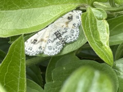 Scopula indicataria