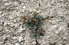 Penstemon thompsoniae