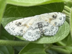 Scopula indicataria