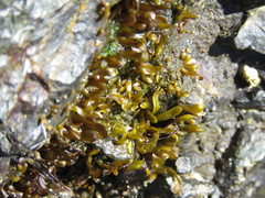 Halosaccion glandiforme