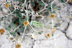 Plagiostira