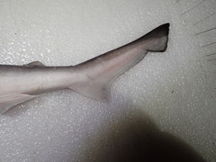 Scoliodon macrorhynchos