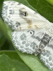 Scopula indicataria