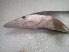 Scoliodon macrorhynchos