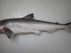 Scoliodon macrorhynchos