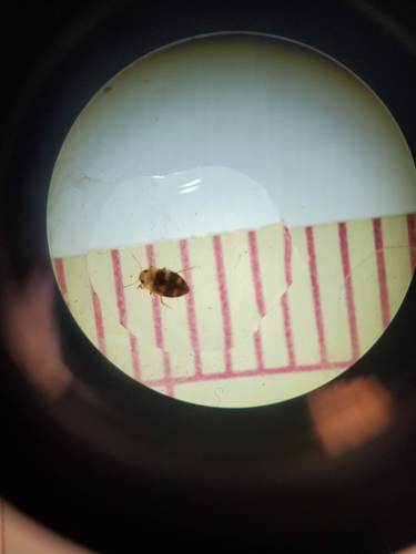 Liodessus flavicollis