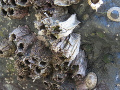Semibalanus cariosus