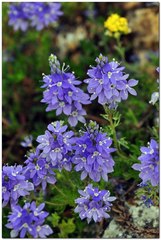 Veronica capsellicarpa