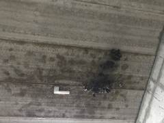 Rousettus aegyptiacus