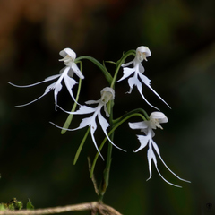 Habenaria crinifera
