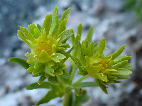 castle crags ivesia (Ivesia longibracteata)