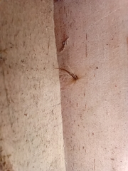 Laureliopsis philippiana