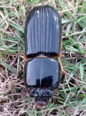 Passalidae