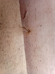 Laureliopsis philippiana