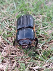 Passalidae
