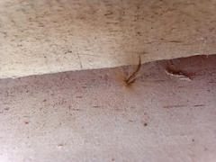 Laureliopsis philippiana