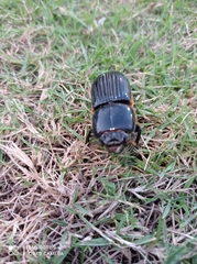 Passalidae