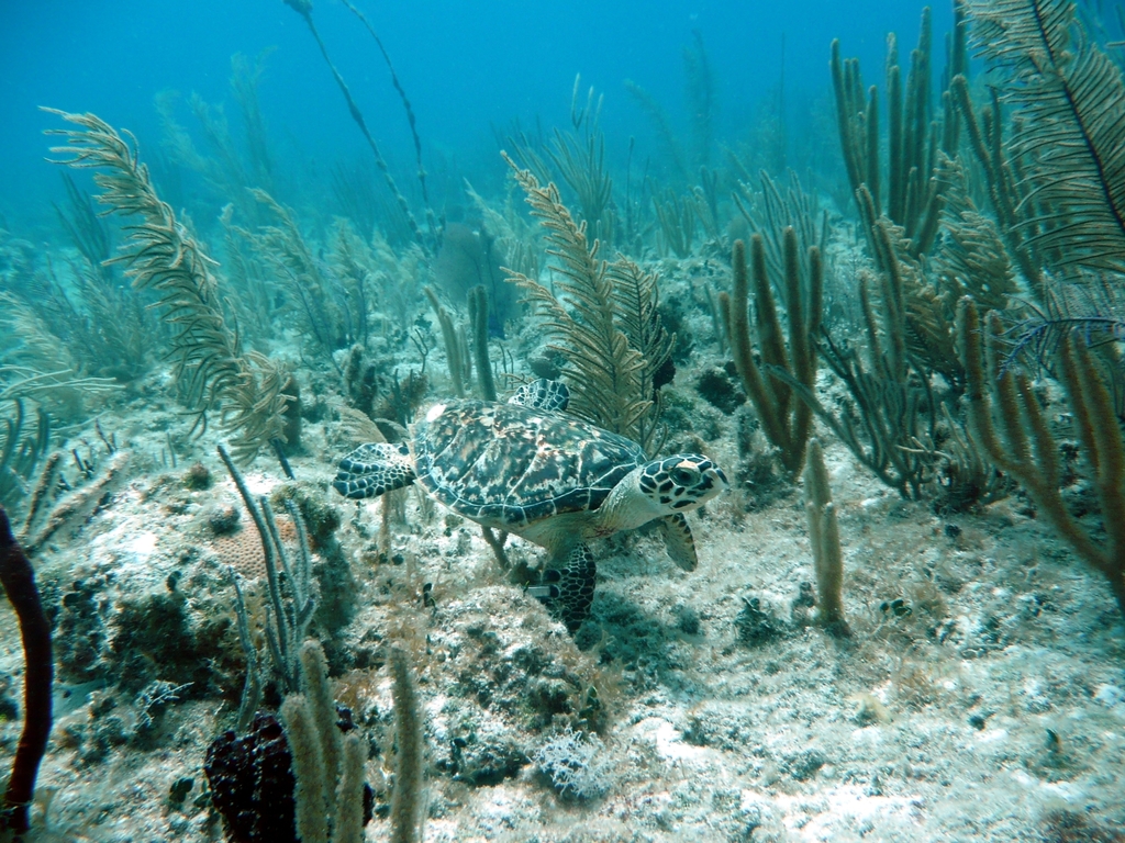 Hawksbill turtle
