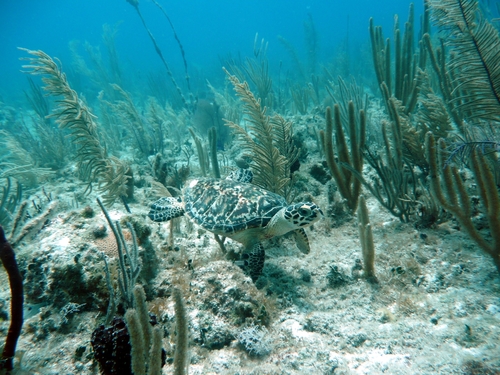 Hawksbill Sea Turtle