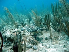 Hawksbill Sea Turtle