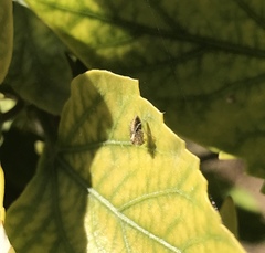 Araneae