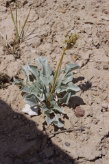 Enceliopsis nudicaulis