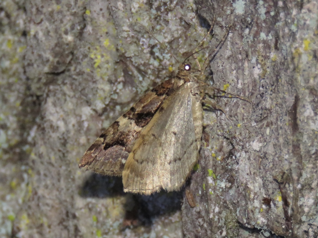 Variable Carpet