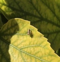 Araneae