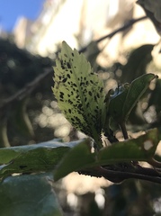 Aphididae