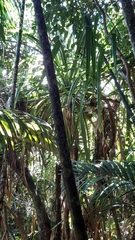 Pandanus sechellarum