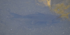 Carpiodes cyprinus