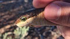 Dispholidus typus typus