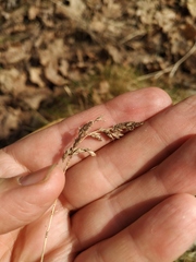 Poa angustifolia