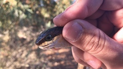 Dispholidus typus typus