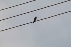 Stelgidopteryx serripennis ridgwayi