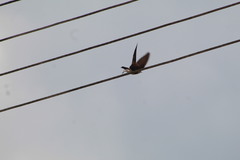 Stelgidopteryx serripennis ridgwayi