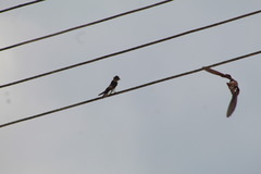 Stelgidopteryx serripennis ridgwayi