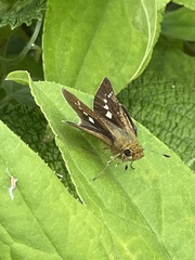 Parnara guttata guttata