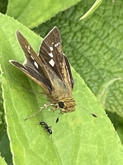 Parnara guttata guttata