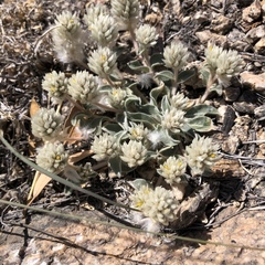 Gomphrena caespitosa