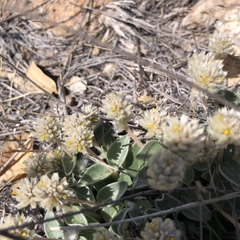 Gomphrena caespitosa