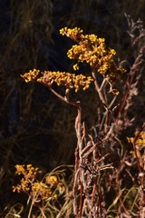 Eriogonum microtheca schoolcraftii