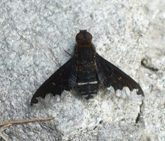 Hemipenthes velutina