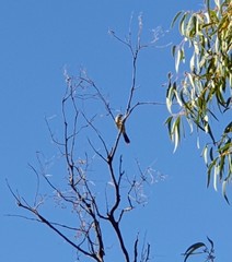 Acanthagenys rufogularis