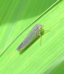 Macugonalia cavifrons