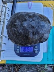 Actinemys marmorata marmorata