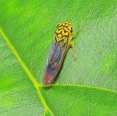 Dilobopterus costalimai